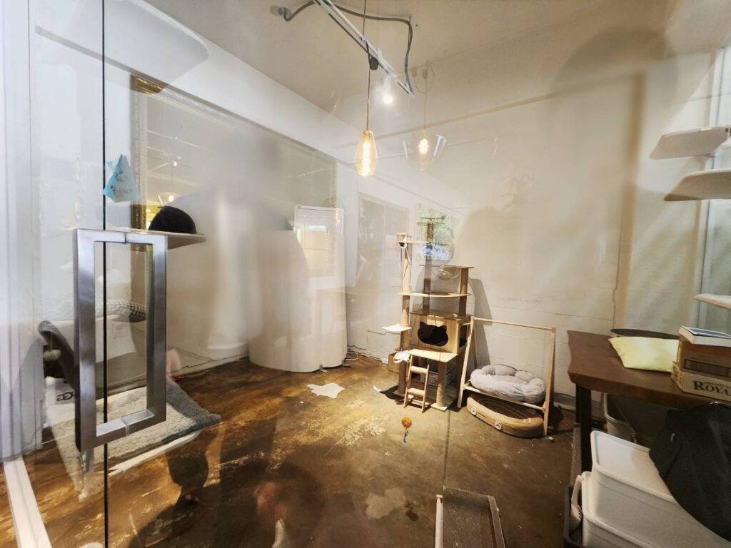 대전 폴레폴레 고양이 캣타워