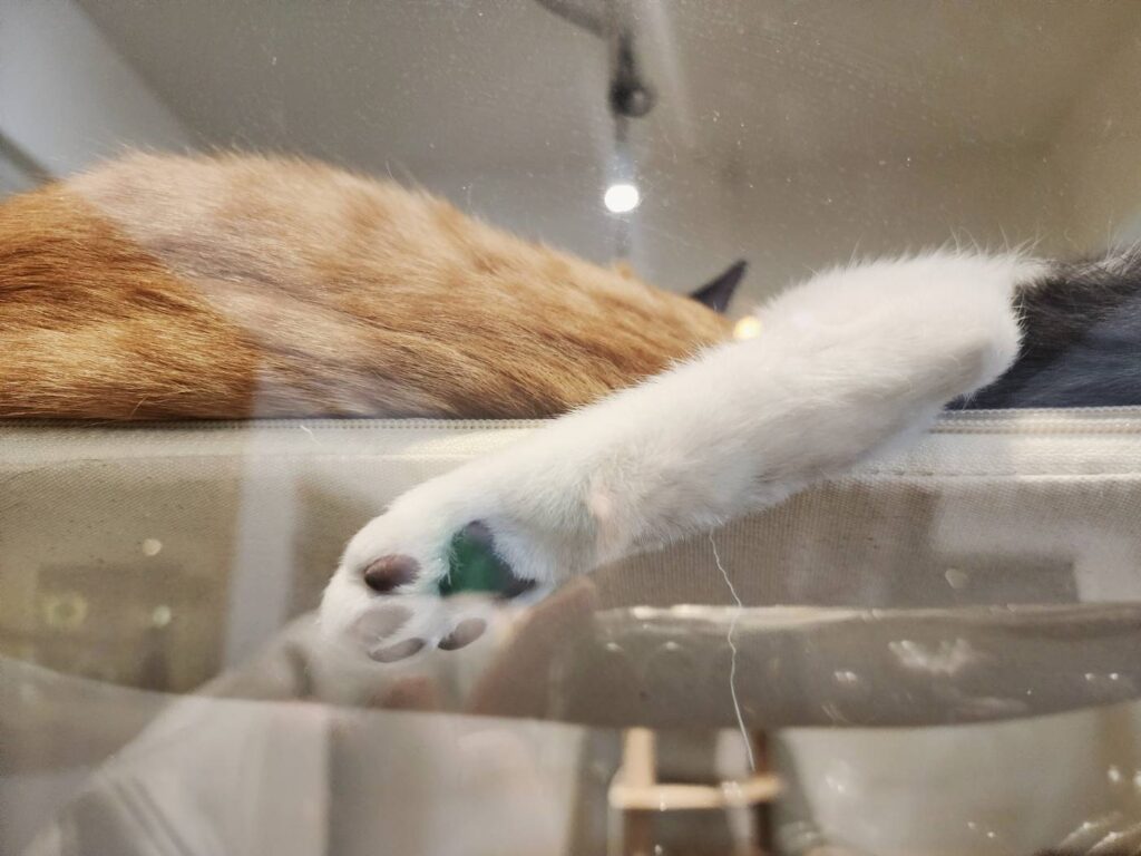 대전 태평동 카페 폴레폴레 고양이 젤리