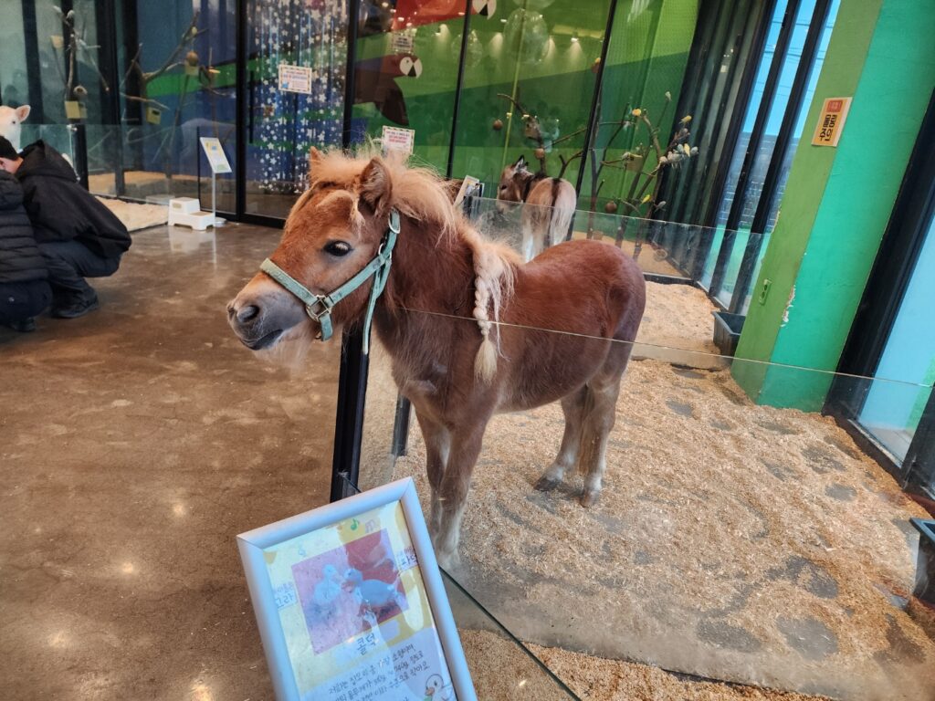 대전 애니멀스타 말