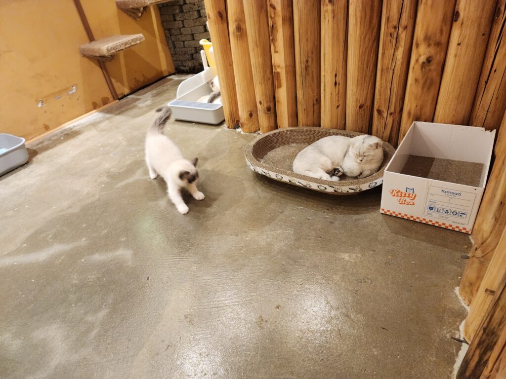 대전 애니멀스타 고양이