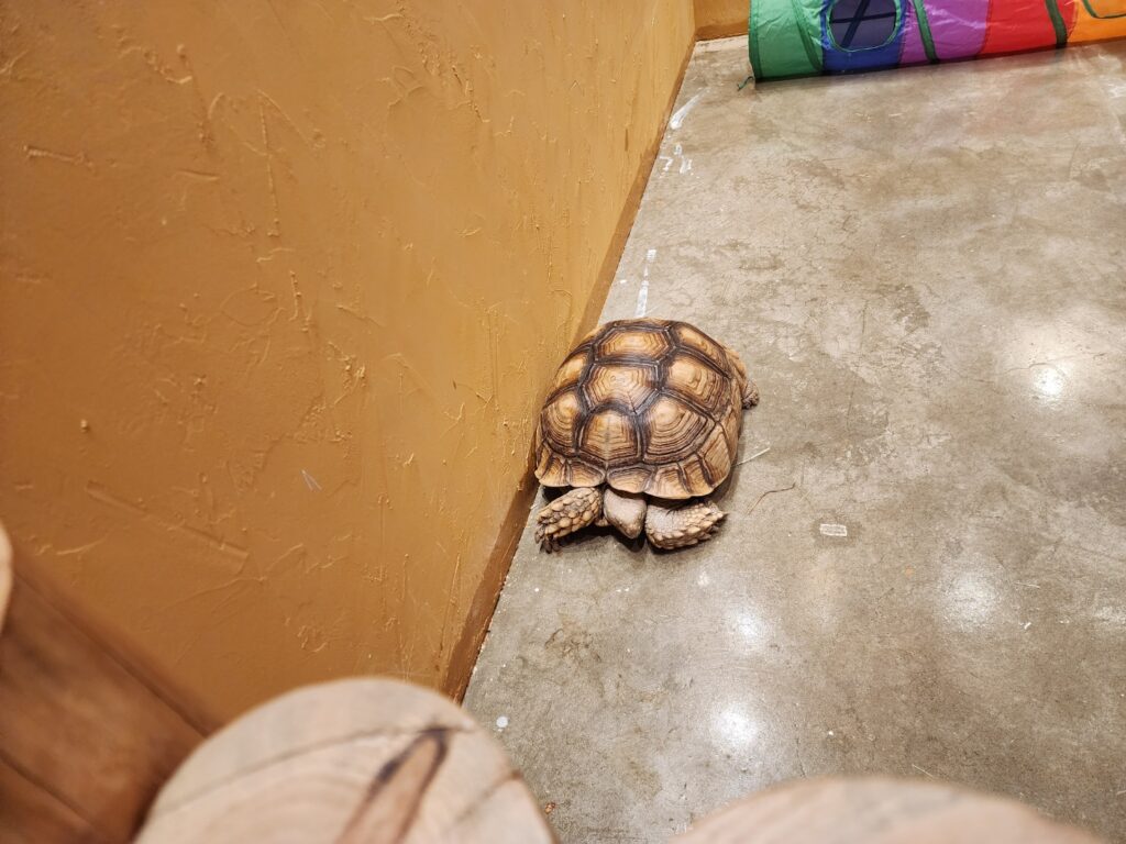 대전 애니멀스타 동물카페 거북이