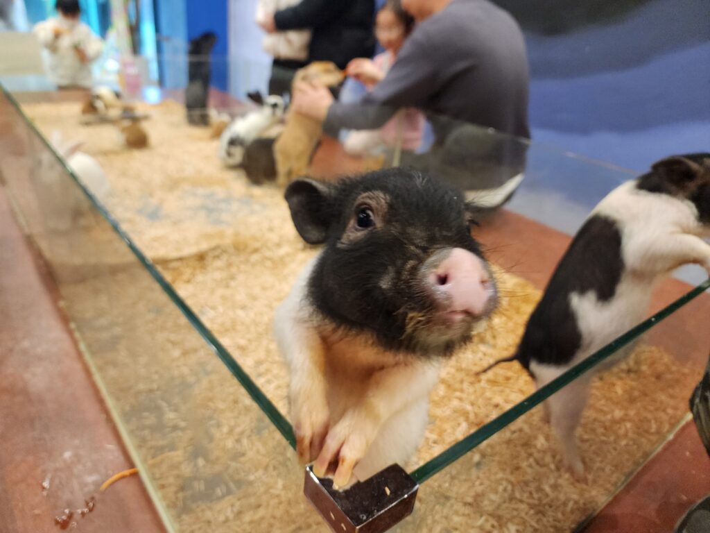 대전 애니멀스타 동물카페 돼지