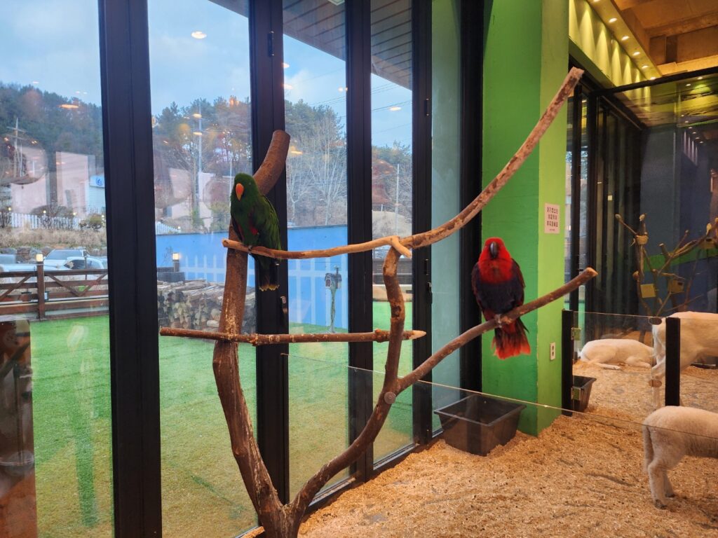 대전 애니멀스타 앵무새