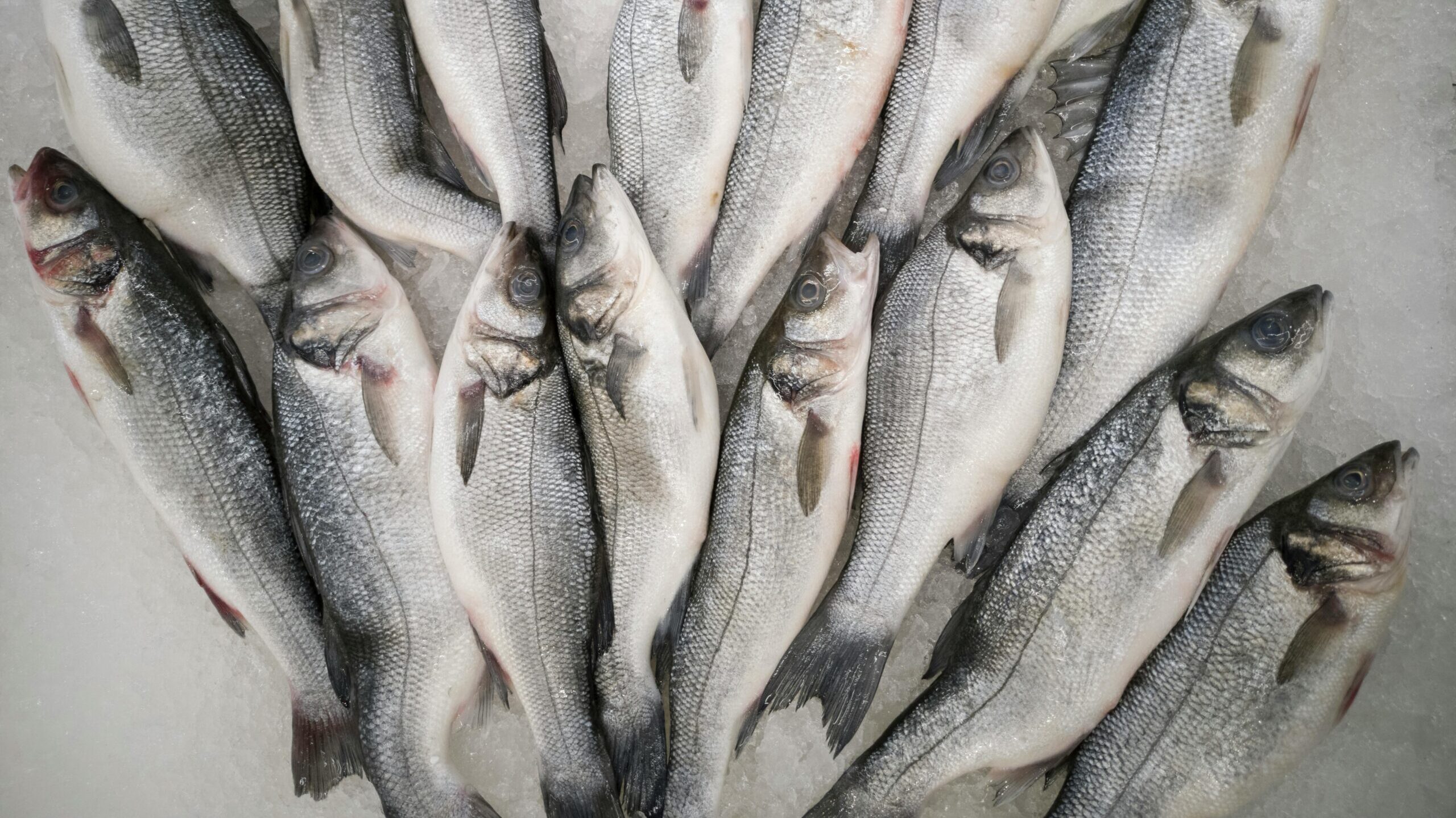 재료별 이유식 냉동 보관 기간